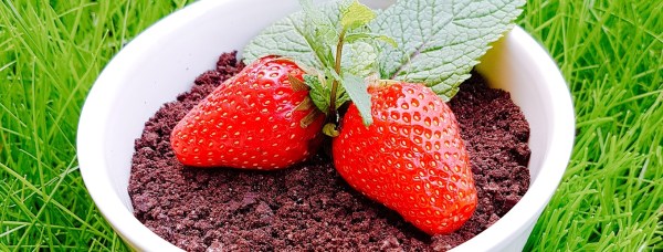 mousse, chocolat, chocolat noir, fraise, fruits rouges, fruit d'été, dessert, dessert original, oreo, menthe, sucré, fondant, fait maison, homemade